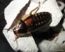 Odrasla samica