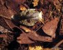Odrasli, ki se radi zadržujejo v šoti