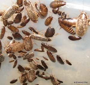nauphoeta-cinerea