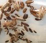 nauphoeta-cinerea
