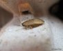 opisthioplatia-orientalis.1