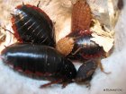 opisthioplatia-orientalis.4