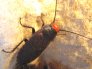 oxyhaloa-deusta-red-head-roach.1