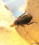 oxyhaloa-deusta-red-head-roach.2
