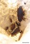 oxyhaloa-deusta-red-head-roach.3