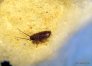oxyhaloa-deusta-red-head-roach.4