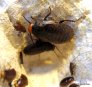 oxyhaloa-deusta-red-head-roach