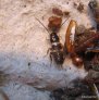 periplaneta-australasiae.3