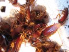 periplaneta-australasiae.7