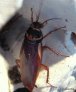 periplaneta-australasiae.8