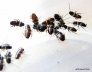 periplaneta-australasiae