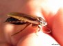 Odrasla samica