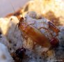 shelfordella-lateralis.6